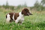 SPRINGER SPANIEL 065
